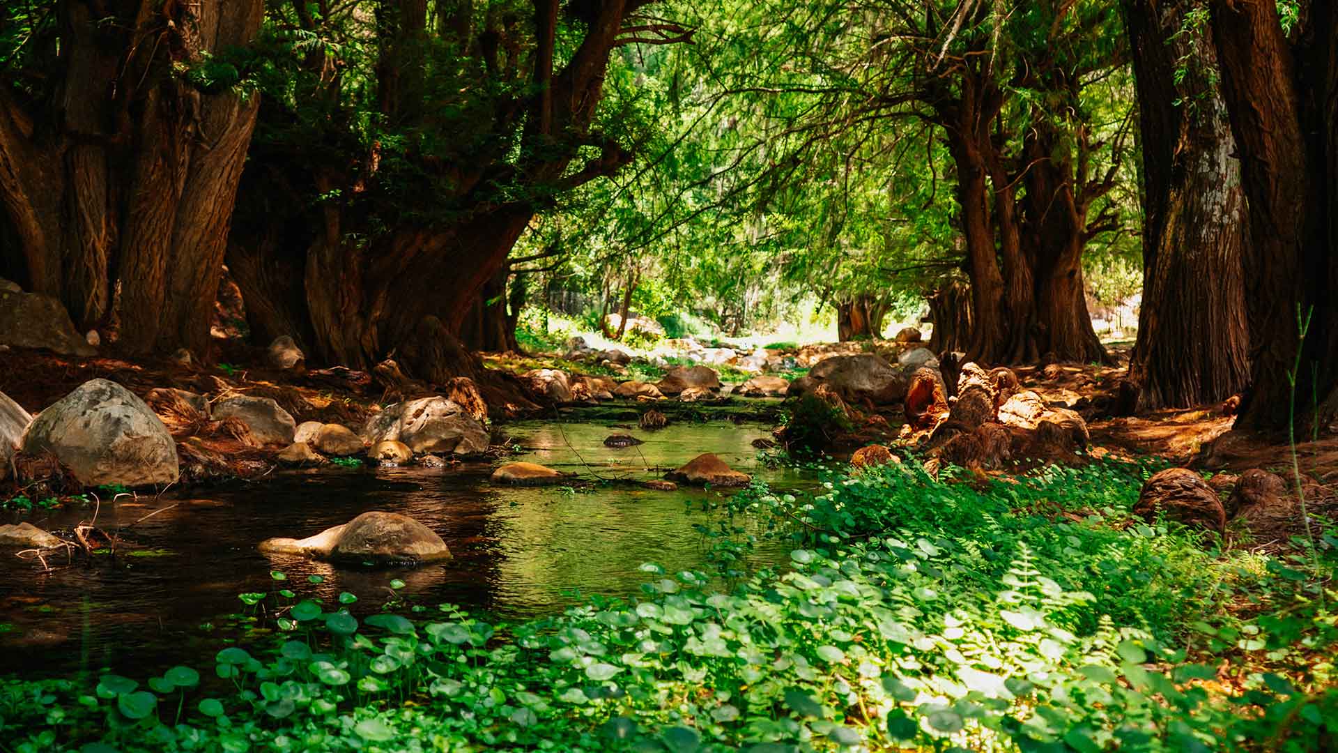 Galería imagen 5